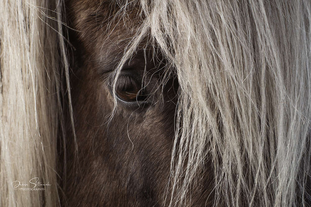 Denise Strauch Photography (Denise Strauch Photography)