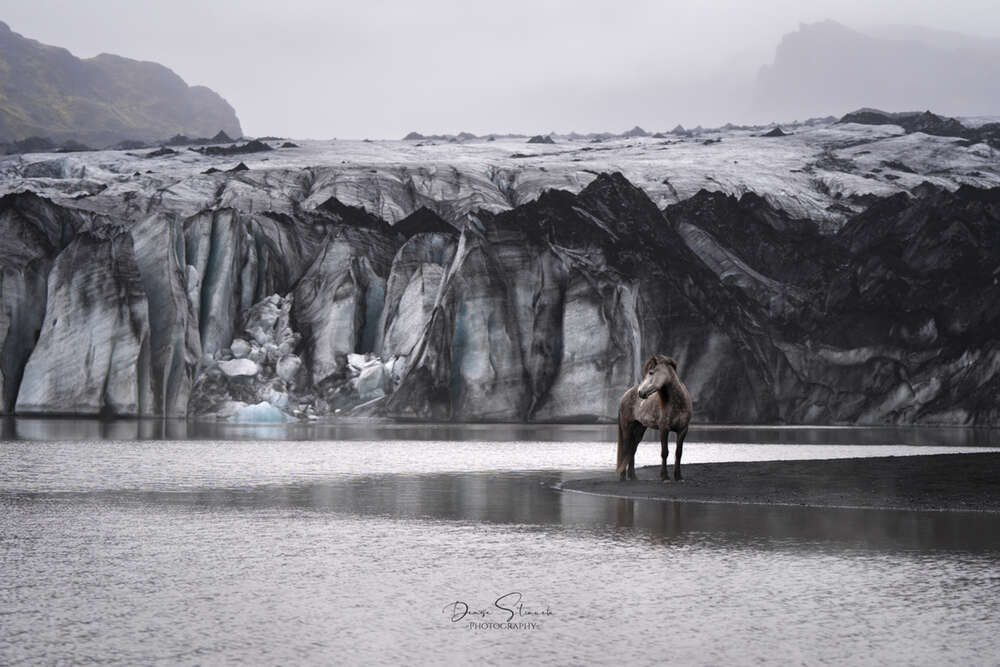 Denise Strauch Photography