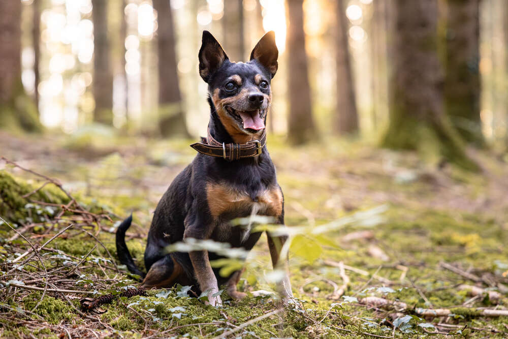 Haustiershooting in der Natur (Naturblickfotografie)