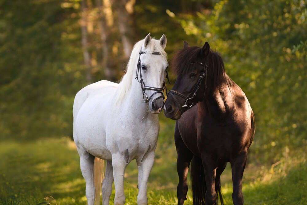 Natalie Oesinghaus (Natalie Oesinghaus)