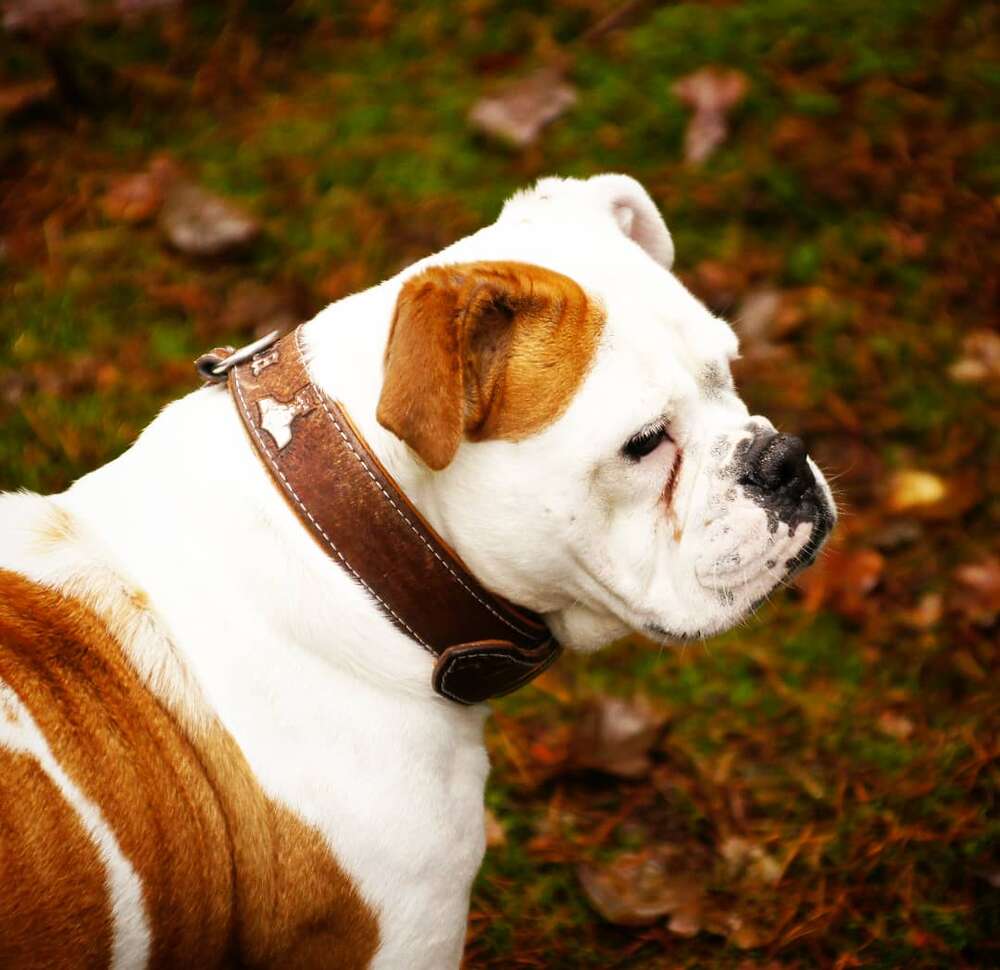 MiniBlitzPics (MiniBlitzPics)