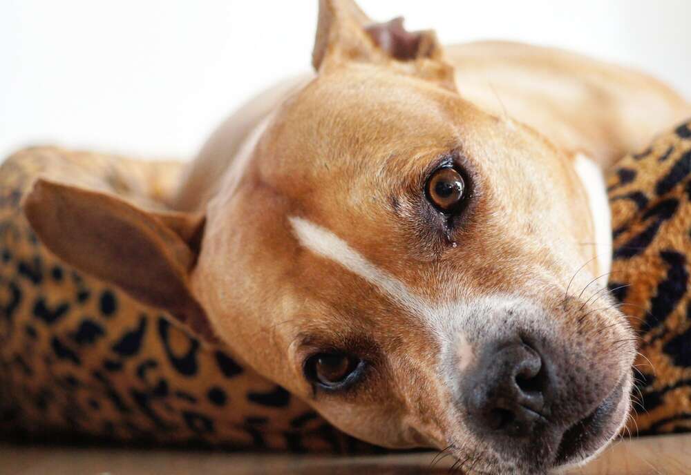 MiniBlitzPics (MiniBlitzPics)