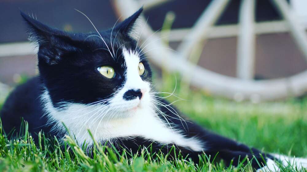 MiniBlitzPics (MiniBlitzPics)