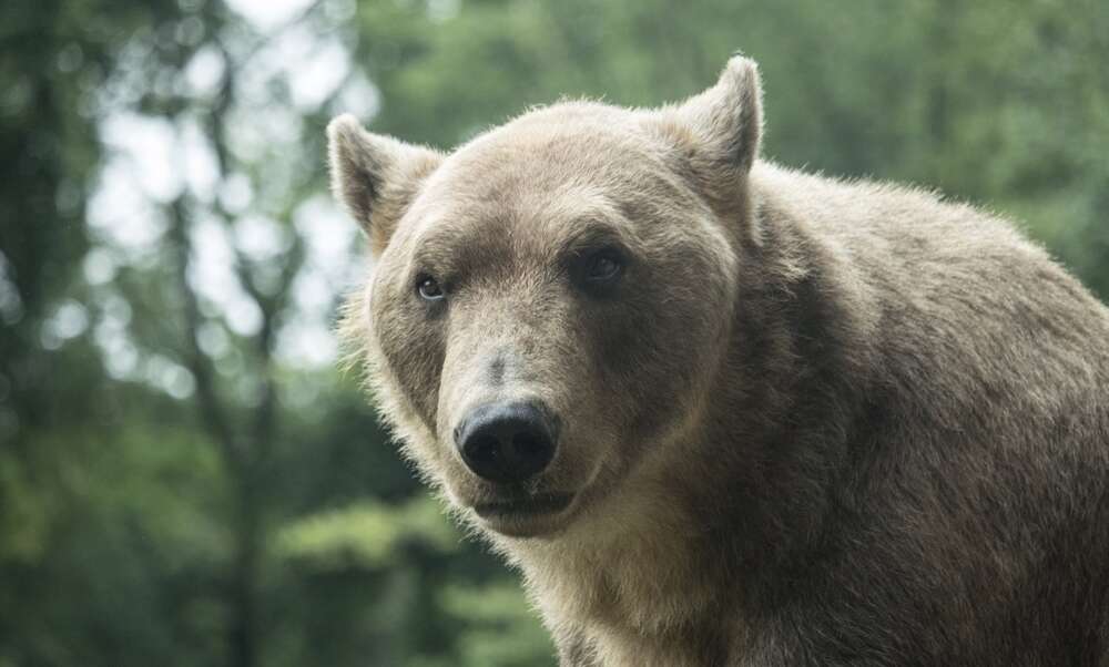 perceptionz (perceptionz)