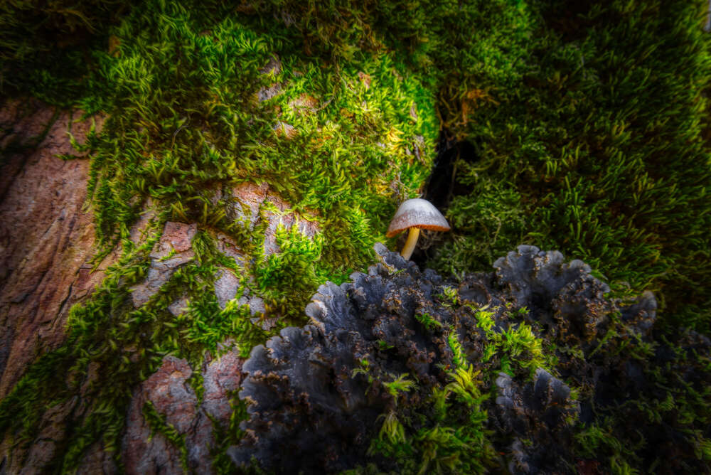 Franz Josef (Franz Josef)