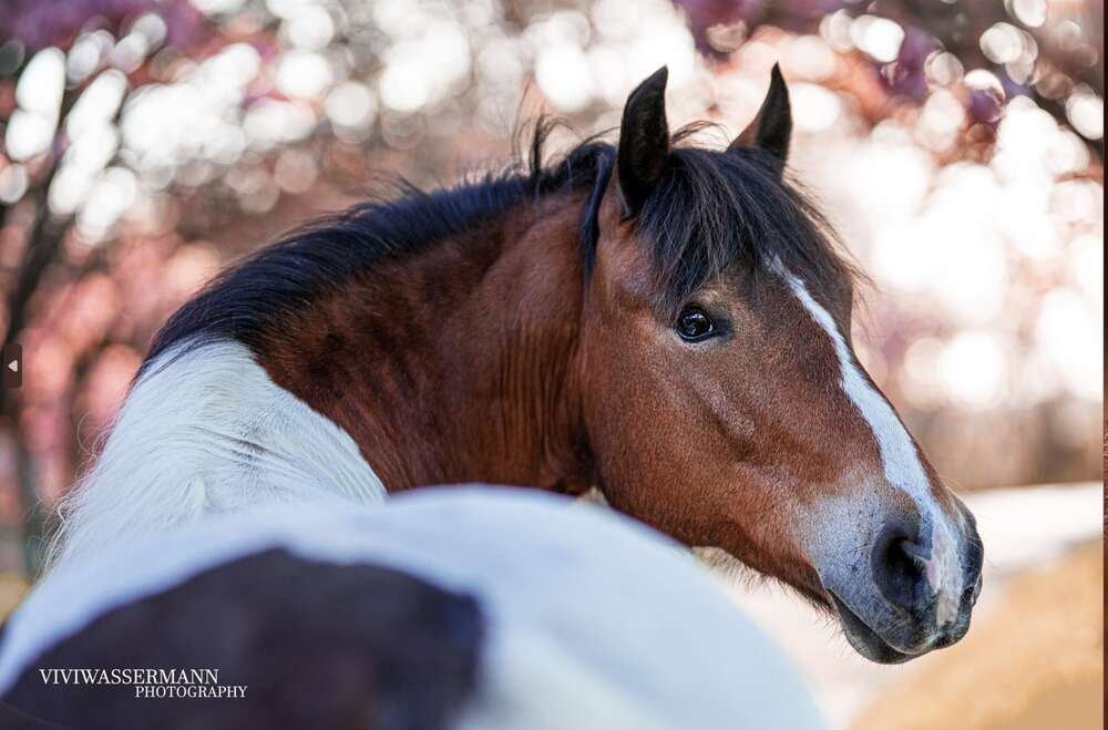Pferd (Vivienne Wassermann)