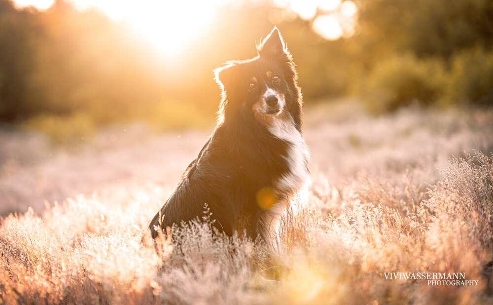 Hund, Sonnenuntergang (Vivienne Wassermann)