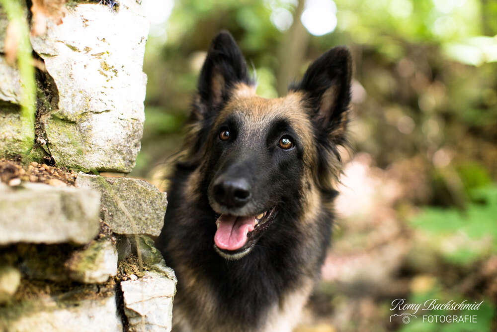 Tervuerenh&uuml;ndin Sia (Romy Buchschmid)