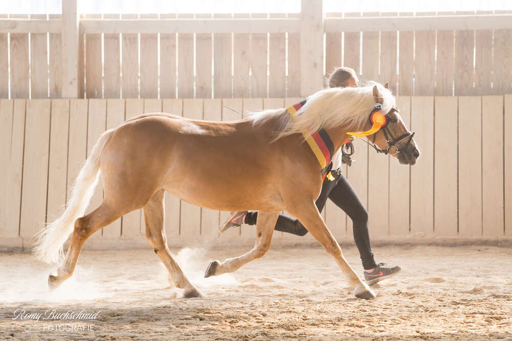 Haflingerstute bei Zuchtschau (Romy Buchschmid)
