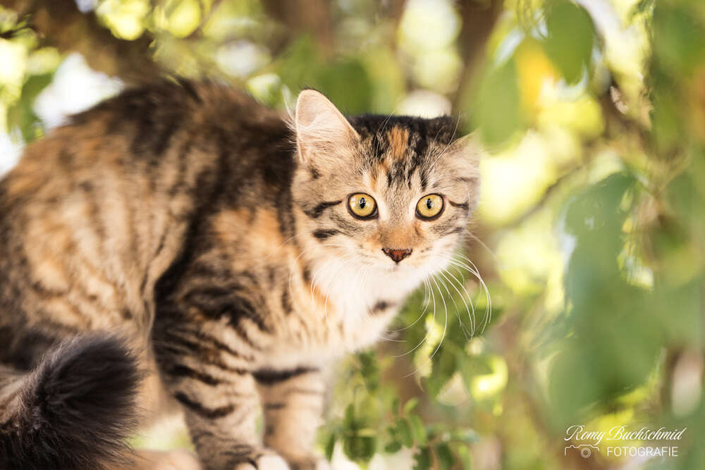 Katze im Geb&uuml;sch (Romy Buchschmid)