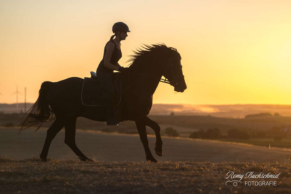 Ponyhengst im Sonnenuntergang (Romy Buchschmid)