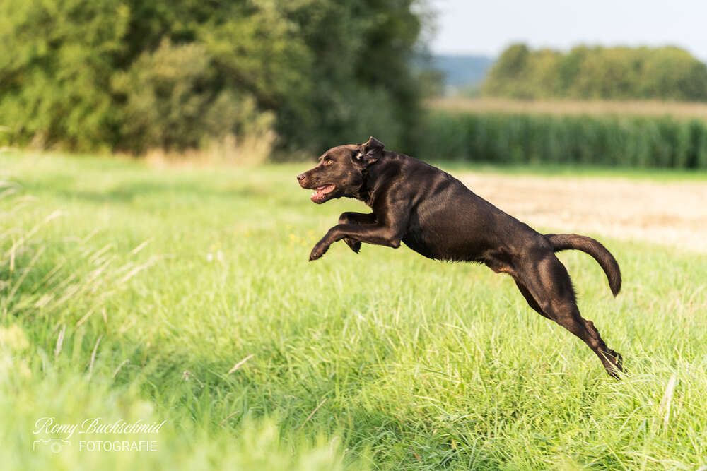 Labrador im Sprung (Romy Buchschmid)