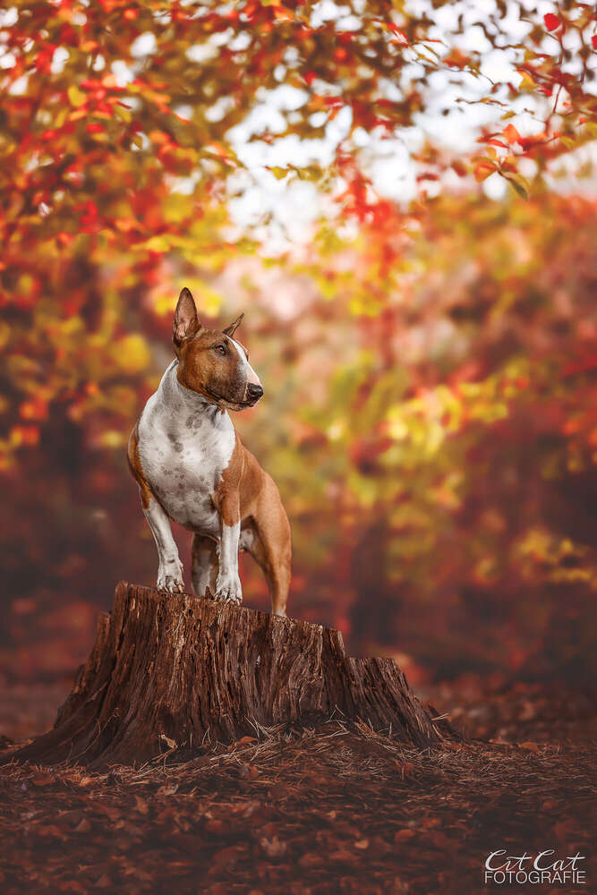 Fine Art Herbstbild (Mobil möglich)