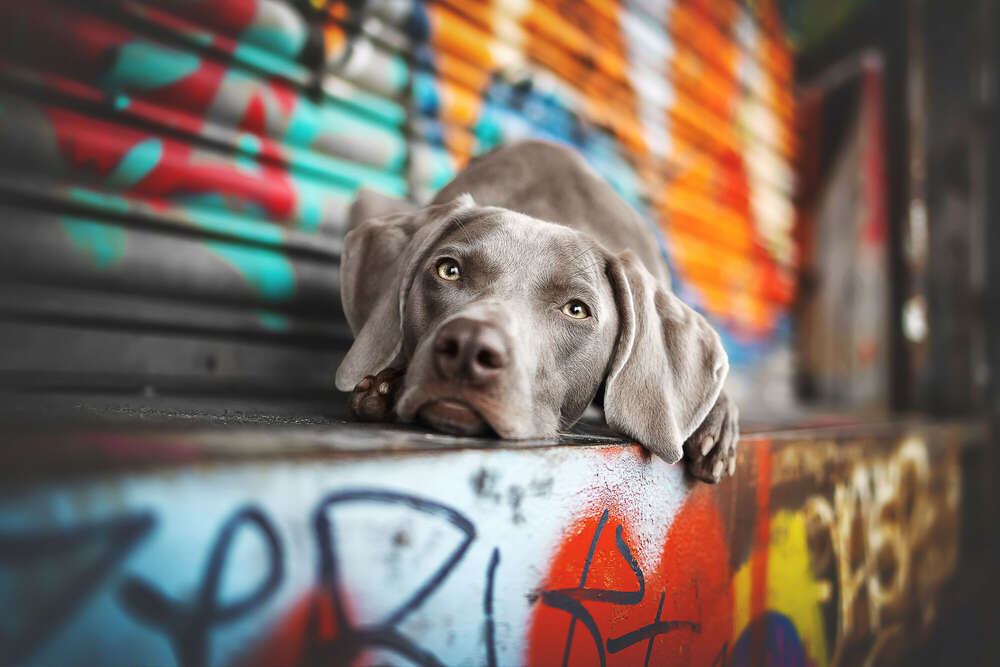 Fine Art Graffittibild (Mobil möglich)