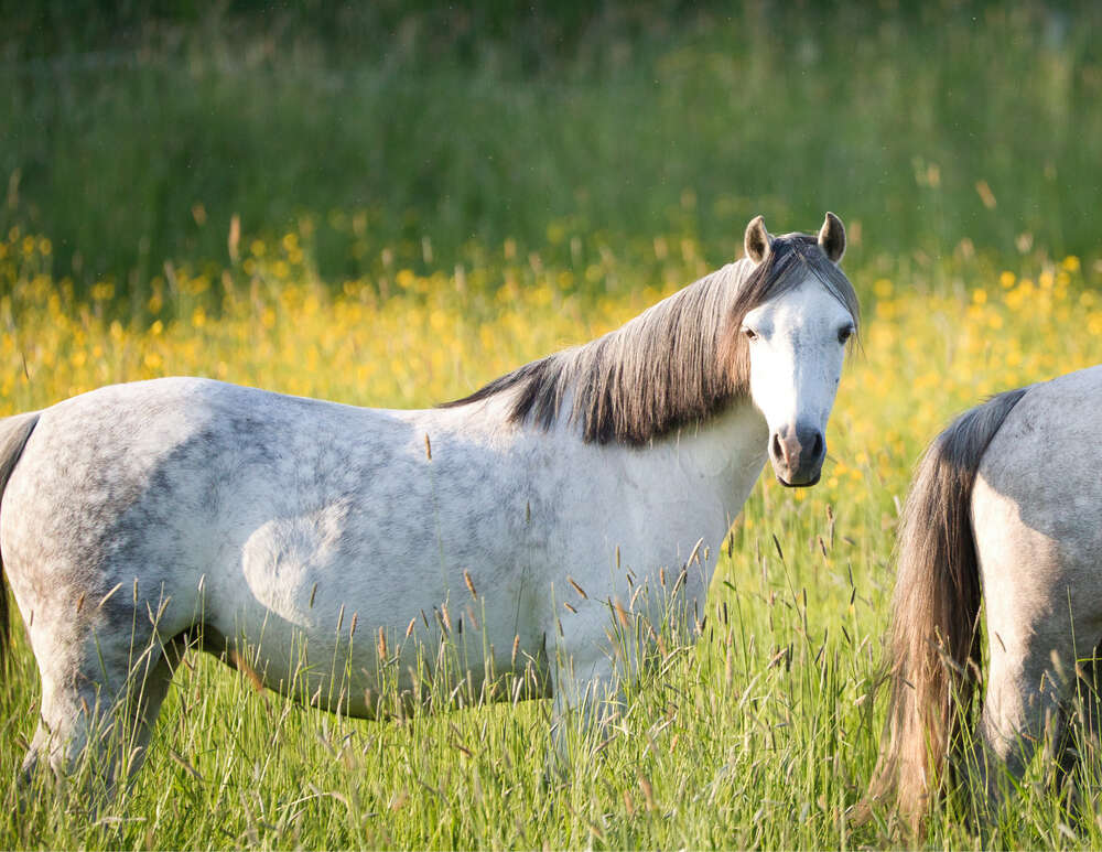 Tierfotografie (S&ouml;ren Dehmel Fotografie) (Sören Dehmel)