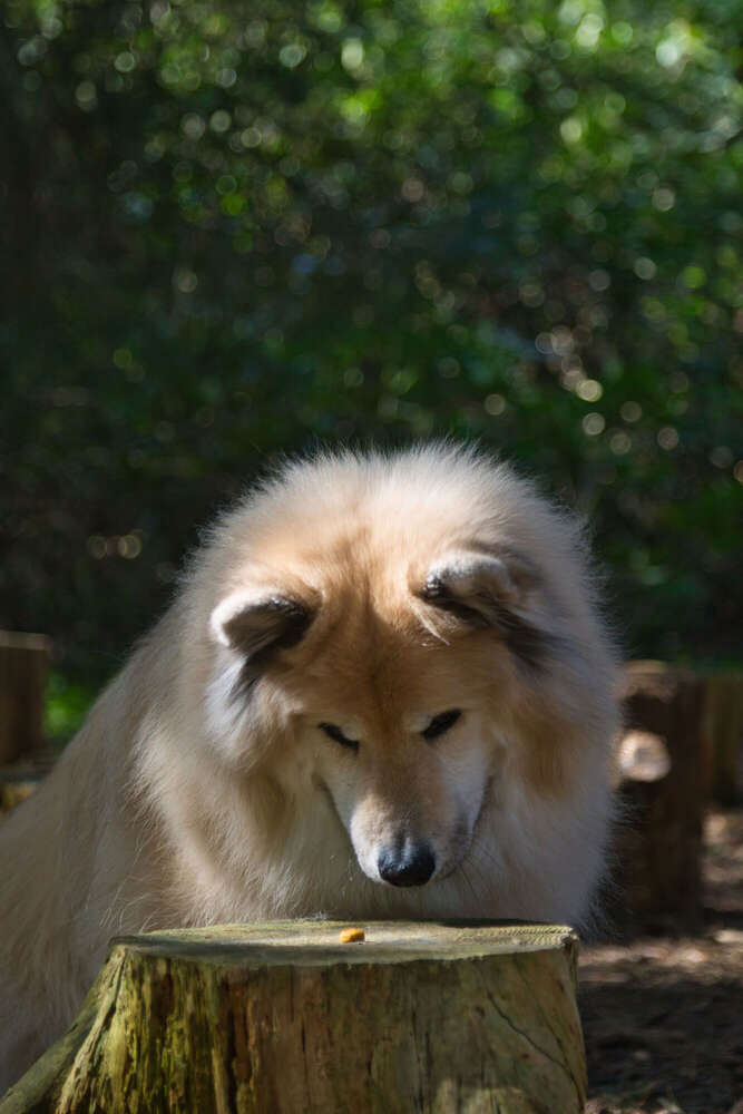 Spaziergang im Rhododendron-Park (Sören Dehmel)
