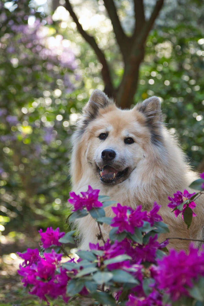 Spaziergang im Rhododendron-Park (Sören Dehmel)