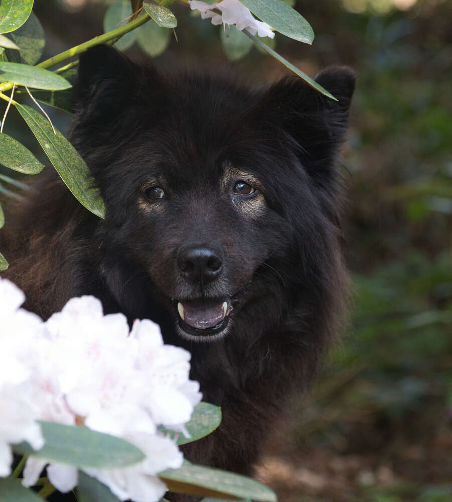 Spaziergang im Rhododendron-Park (Sören Dehmel)