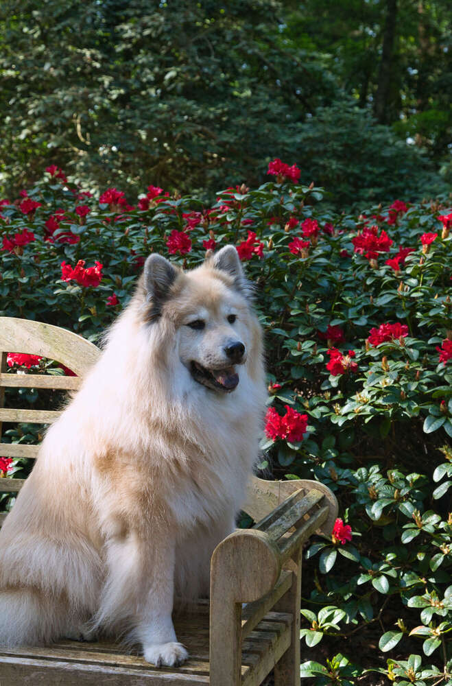 Spaziergang im Rhododendron-Park (Sören Dehmel)