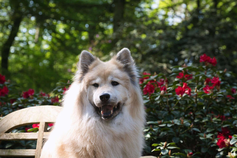 Spaziergang im Rhododendron-Park (Sören Dehmel)