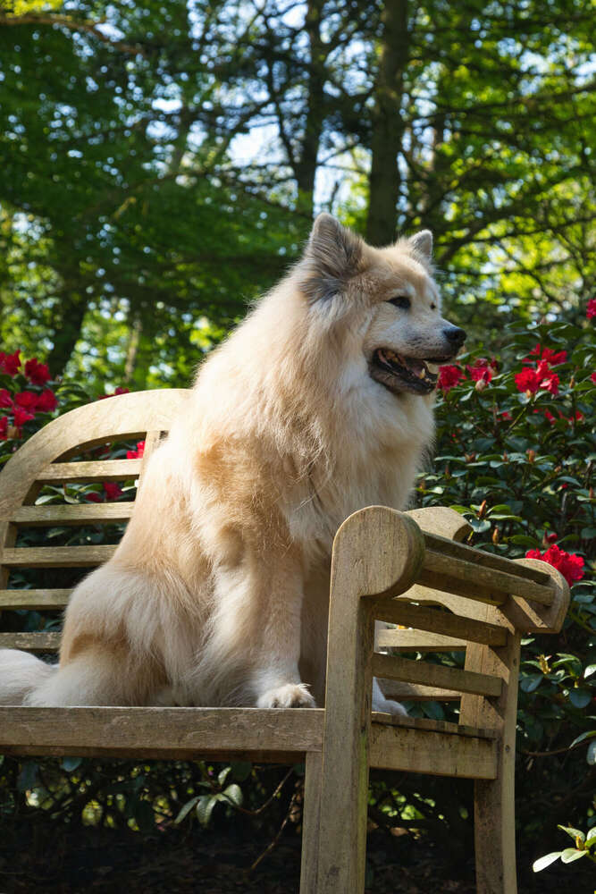 Spaziergang im Rhododendron-Park (Sören Dehmel)