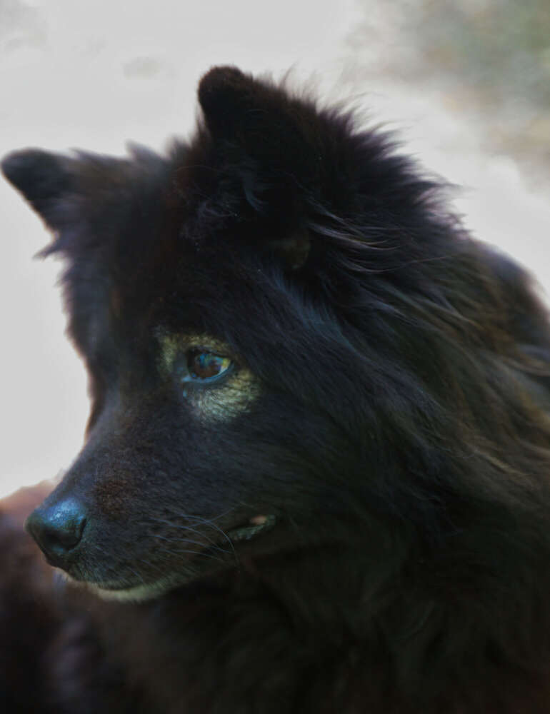 Spaziergang im Rhododendron-Park (Sören Dehmel)