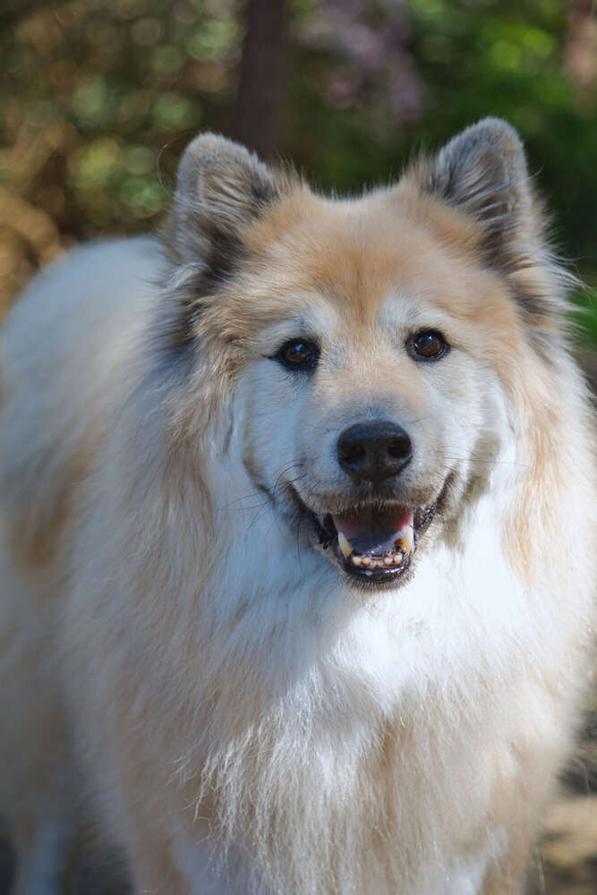 Spaziergang im Rhododendron-Park (Sören Dehmel)
