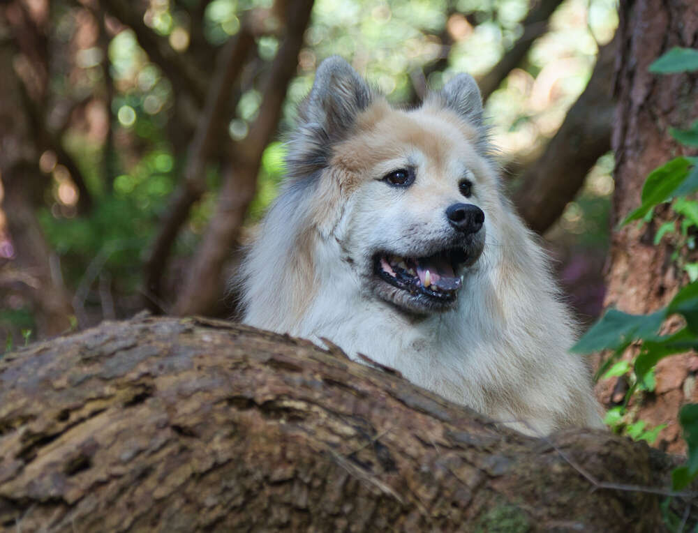 Spaziergang im Rhododendron-Park (Sören Dehmel)