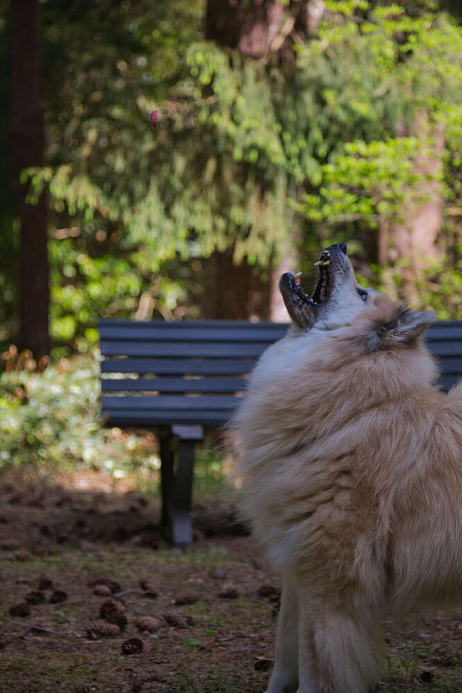Spaziergang im Rhododendron-Park (Sören Dehmel)