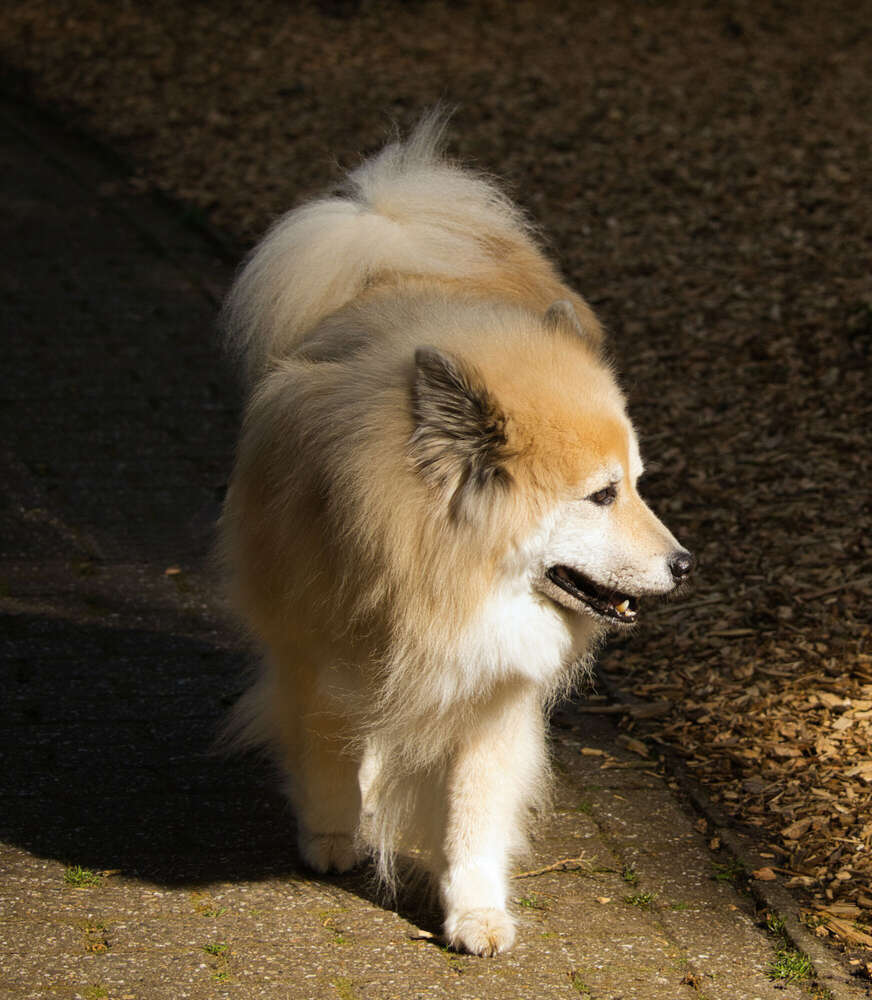 Spaziergang im Rhododendron-Park (Sören Dehmel)