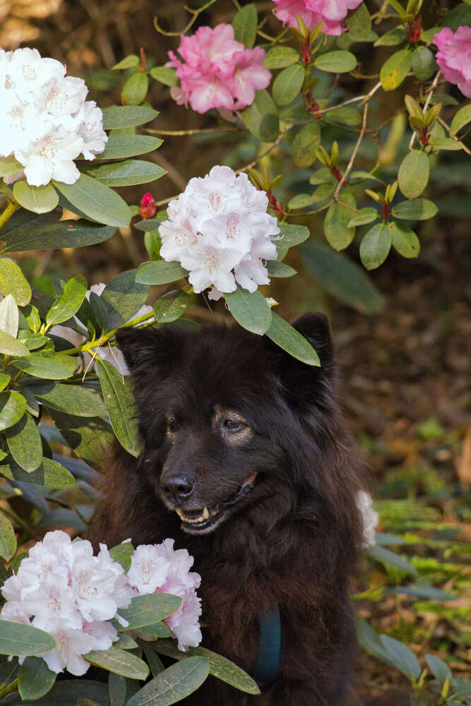 Spaziergang im Rhododendron-Park (Sören Dehmel)