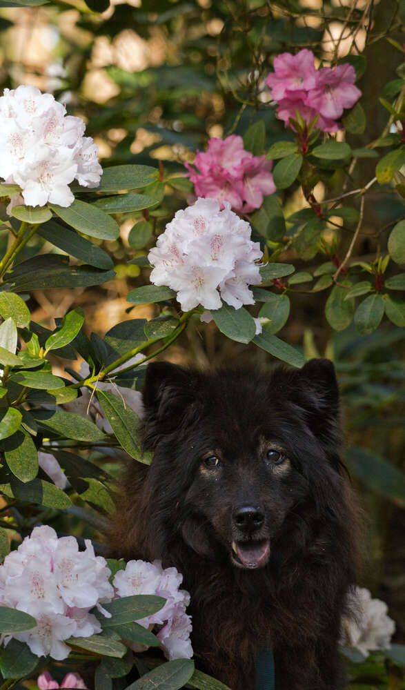 Spaziergang im Rhododendron-Park (Sören Dehmel)