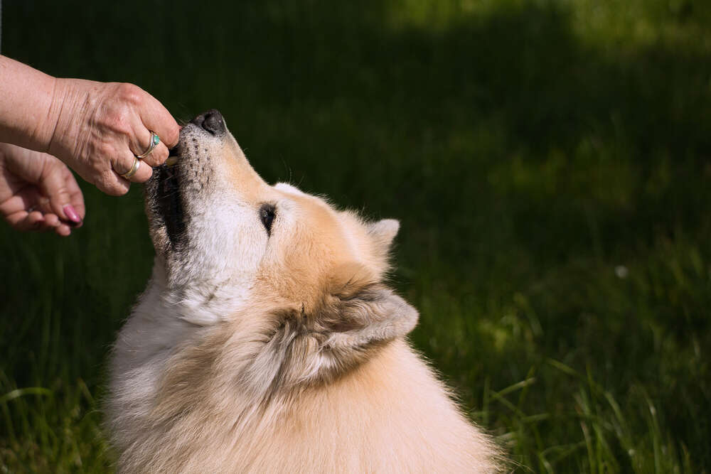Spaziergang im Rhododendron-Park (Sören Dehmel)