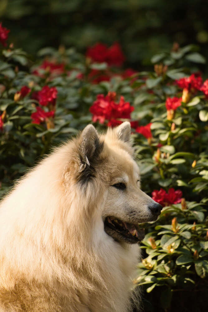 Spaziergang im Rhododendron-Park (Sören Dehmel)