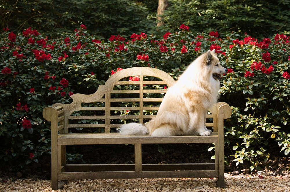Spaziergang im Rhododendron-Park (Sören Dehmel)