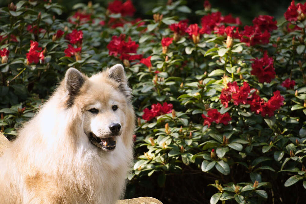 Spaziergang im Rhododendron-Park (Sören Dehmel)
