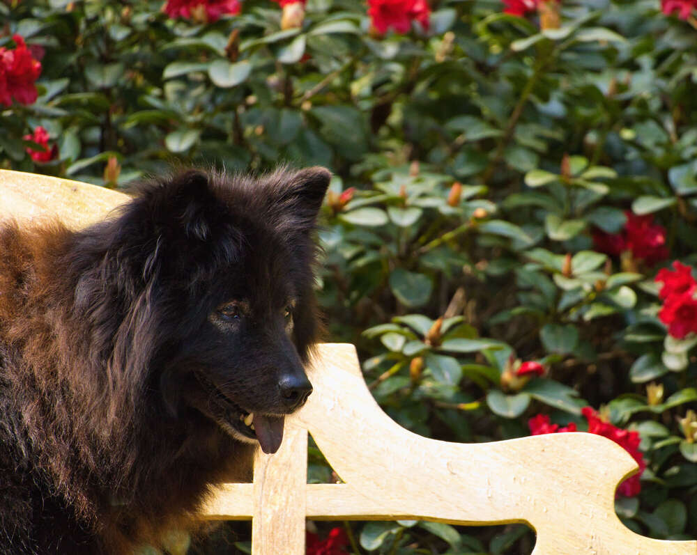 Spaziergang im Rhododendron-Park (Sören Dehmel)