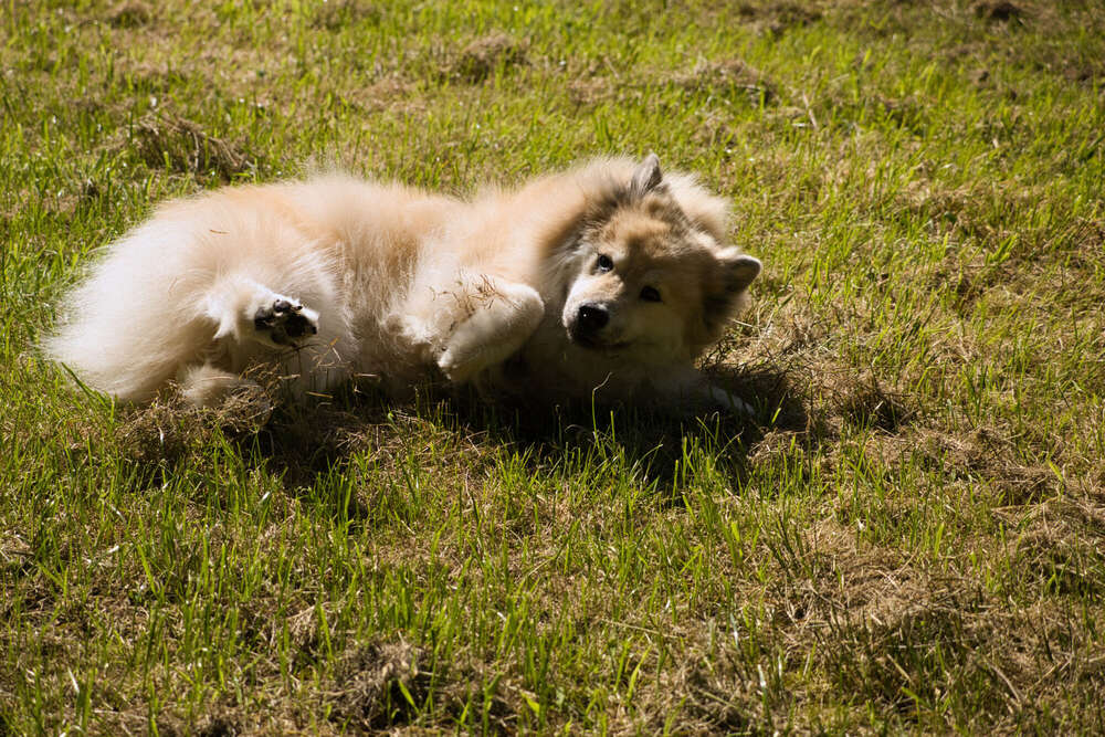 Spaziergang im Rhododendron-Park (Sören Dehmel)
