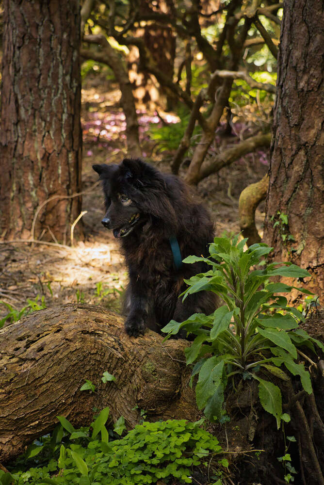 Spaziergang im Rhododendron-Park (Sören Dehmel)