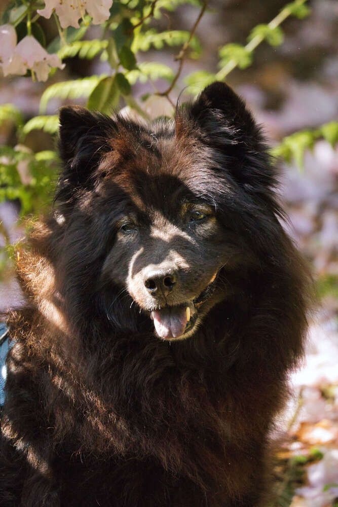 Spaziergang im Rhododendron-Park (Sören Dehmel)