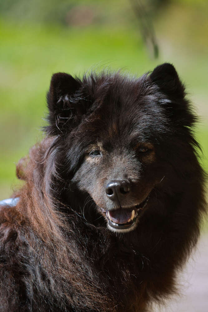 Spaziergang im Rhododendron-Park (Sören Dehmel)