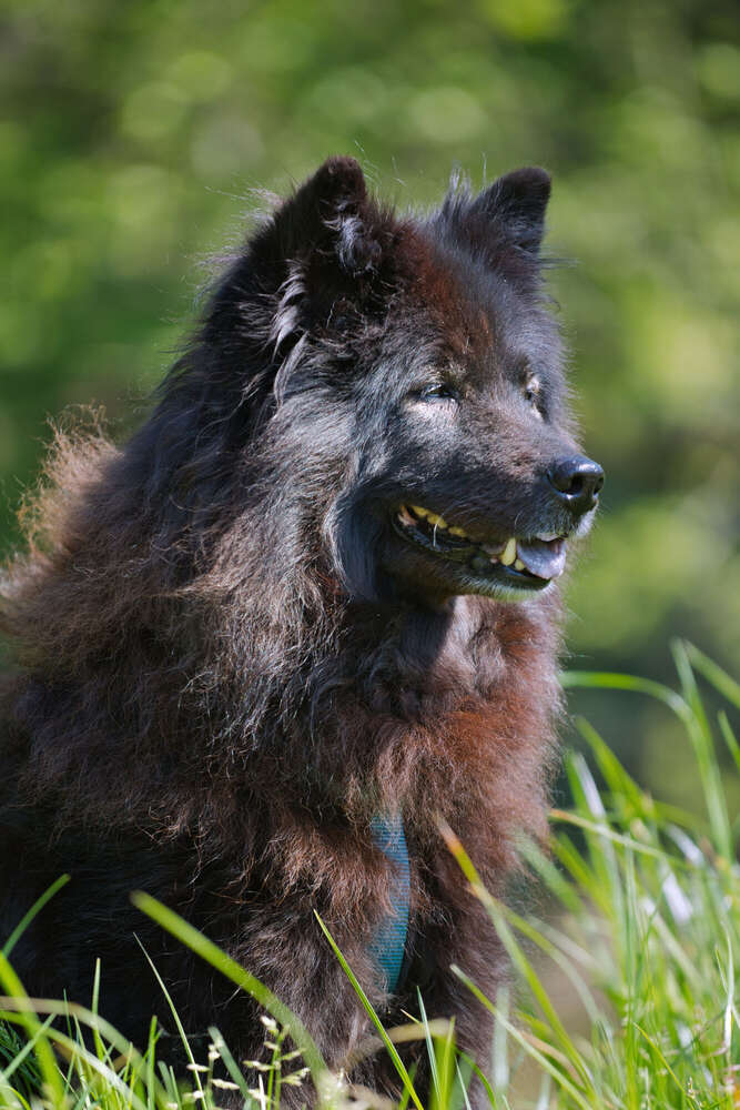 Spaziergang im Rhododendron-Park (Sören Dehmel)