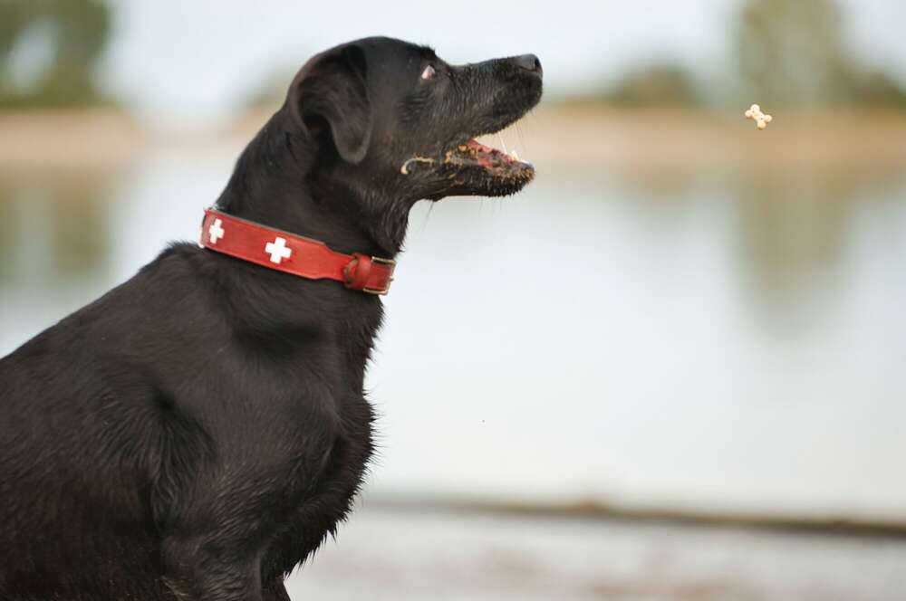 Belohnung im Anflug (Sören Dehmel)