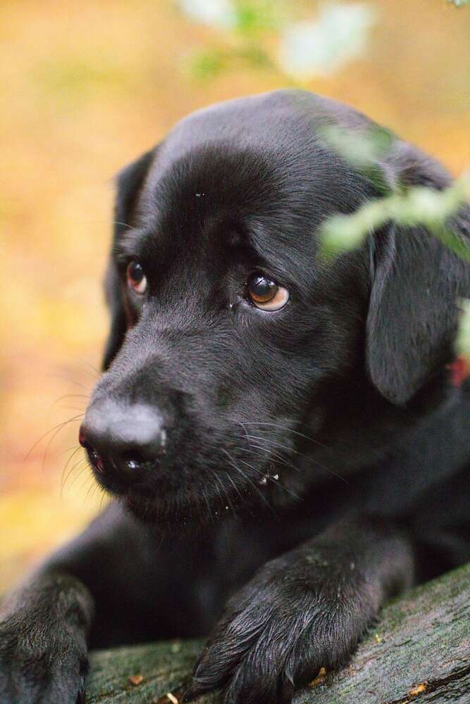 Sören Dehmel (Sören Dehmel)