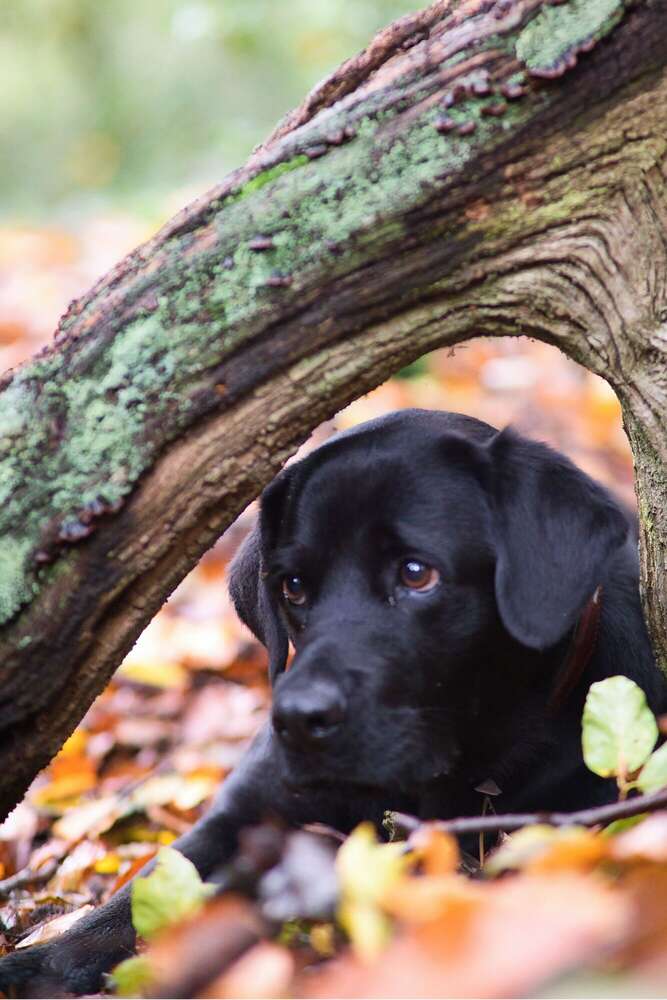 Sören Dehmel (Sören Dehmel)