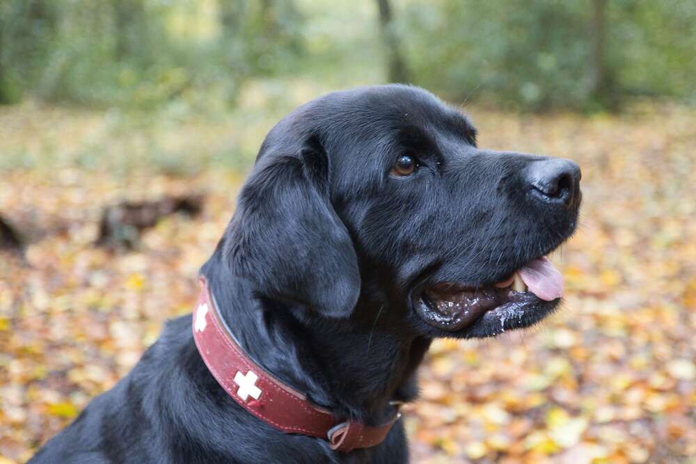 Sören Dehmel (Sören Dehmel)