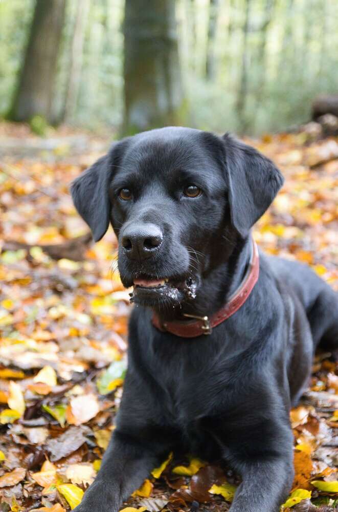 Sören Dehmel (Sören Dehmel)