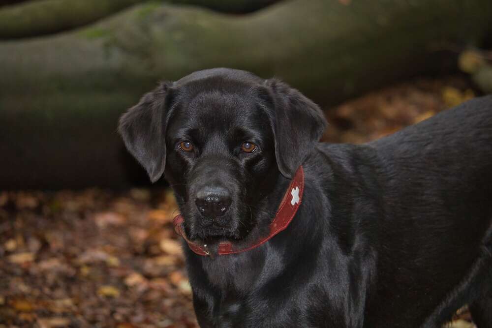 Sören Dehmel (Sören Dehmel)
