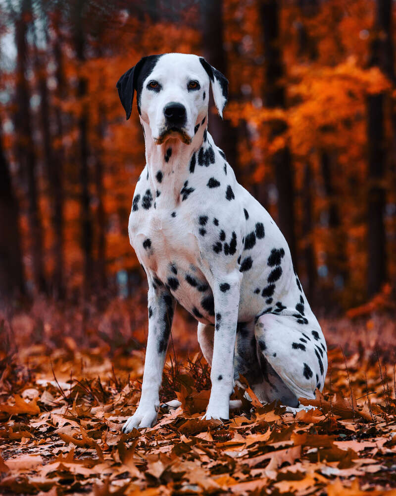 Walther (pg.fotografie)