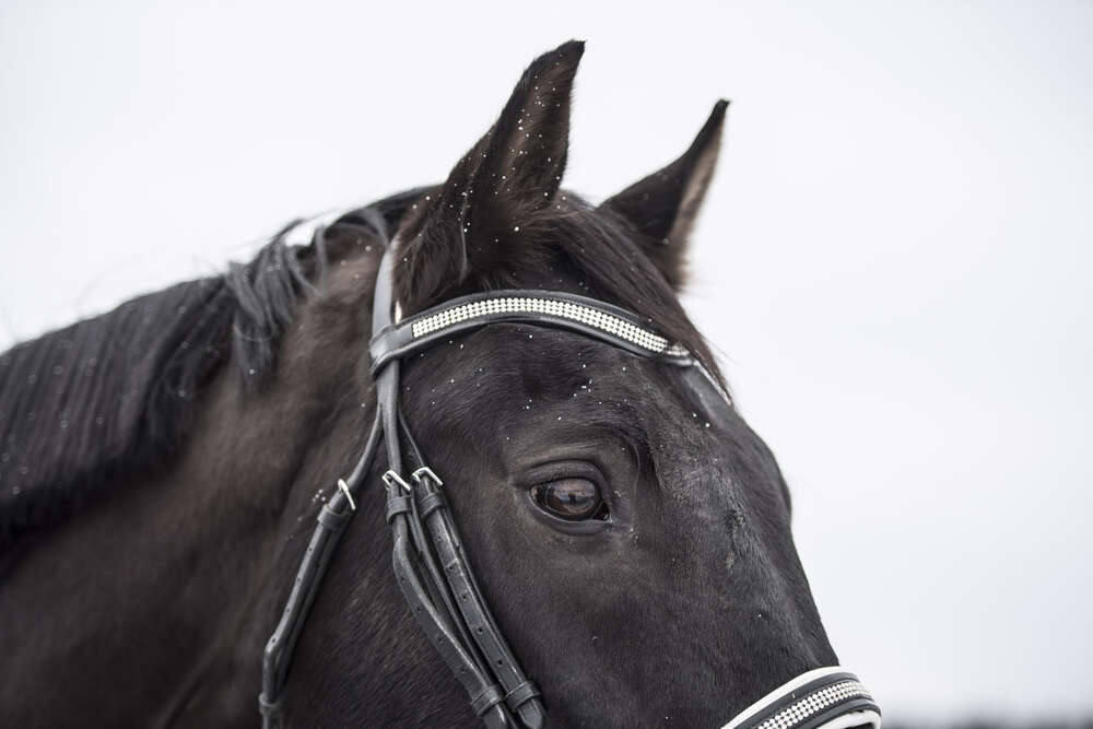 Miriam Mayer (Miriam Mayer)